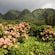 Pink flowers growing in a lush valley